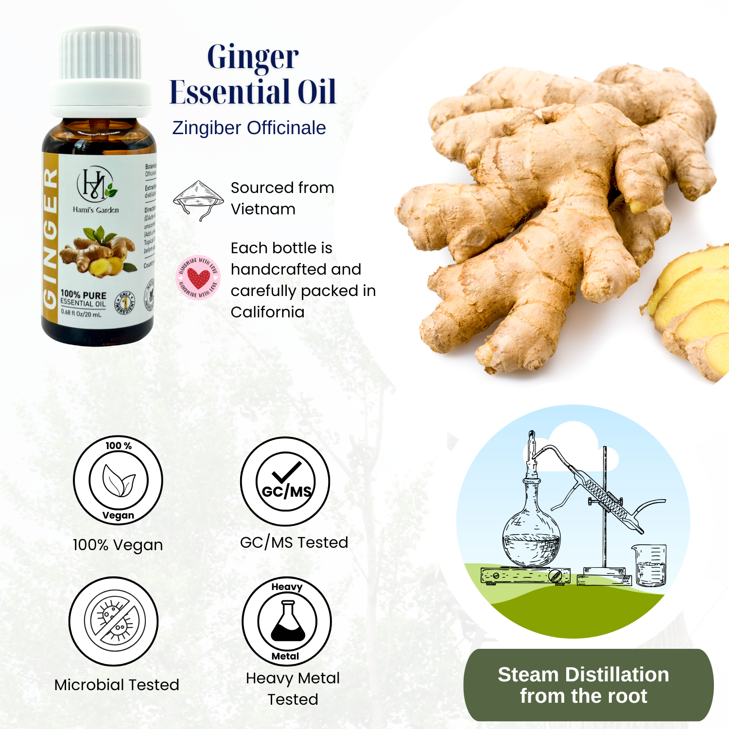 Ginger Essential Oil – 0.68 fl Oz/20 mL